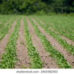 365备用网址的优势与劣势全面解析 73ky78i4v5