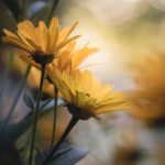 1122体育官网下载指南:一步步教你轻松注册和使用 x4v5r