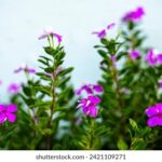 12迭5开奖结果揭晓:幸运号码震撼公布 10mejgu4x