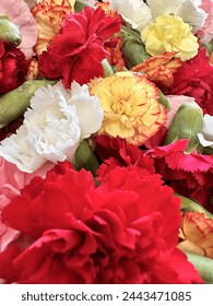 13049期开奖结果最新公布,快来看看你中奖了吗?